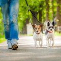 どうしたらうまく犬…