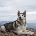 アラスカンマラミュ…