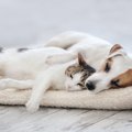 殺処分０に！犬猫の…