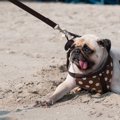 神経質な犬の特徴や…