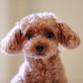 犬にストレスを与え…