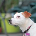 犬の名前ランキング…