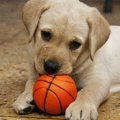 愛犬との正しい遊び…