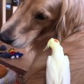 オカメインコさんと…