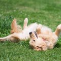 犬が激しくゴロゴロ…