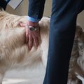 ドッグショーの世界…