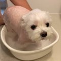 犬を久しぶりにお風…