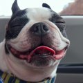 犬のすべらない話