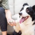 犬の『脳』はどんな…