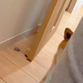 外出の直前、玄関で…