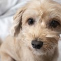 優しい犬がよくする…