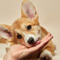 犬が人の手や顔をな…