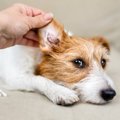 犬が『耳掃除を嫌が…