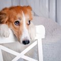犬に『言ってはいけ…