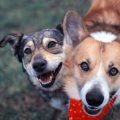 『寿命が長い犬種』…