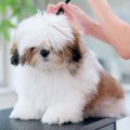 もさもさの子犬が『…