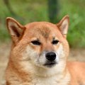 犬が『自分にだけ不…