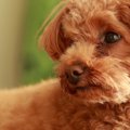 犬が『空気を読んで…