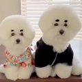 モフモフの兄妹犬と…