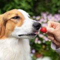 犬に食べさせてもい…