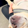 同居犬の付き添いで…