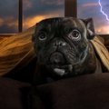 犬が『何かに怯えて…