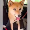 大喜びで散歩に出か…