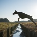 犬が脱走しようとす…