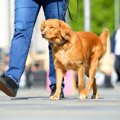 犬の散歩をしながら…