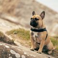 犬が時々『ピタッ』…
