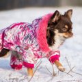 犬の寒さの感じ方と…
