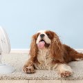 犬に絶対NGな『冷房…
