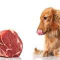 生肉食の犬は薬剤耐…