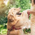犬が他人に飛びつい…