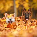 ドイツの人気犬種TOP…