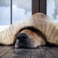 犬がソファの下に潜…