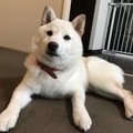 ドッグレスキュー！…
