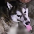 『引っ越すから飼え…