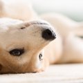 『甘えんぼうな性格…