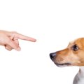 犬が『叱られた』と…