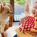 犬が『赤ちゃん』を…