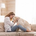 犬の認知症（痴呆）…