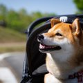 愛犬が幸せに暮らす…
