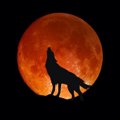 満月の日は犬が狂暴…