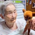 犬を猫だと勘違いし…
