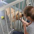犬舎施設の犬の福祉…