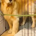 自分でケージに入っ…