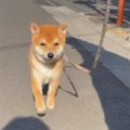 子犬が『はじめての…