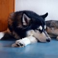 犬種によって痛みの…