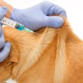 犬の『皮膚が伸びる…